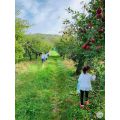 Excursie la cules de mere pe Valea Dambovitei