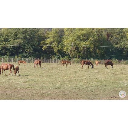 Excursie de o zi la Herghelia Cislau-Tabara de Sculptura Magura-Vulcanii Noroiosi #childrentour
