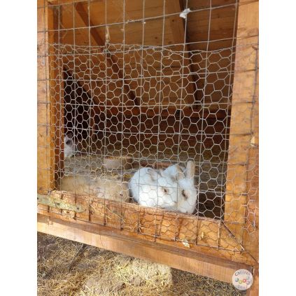 Excursie Atelierele Iepurasului #childrentour